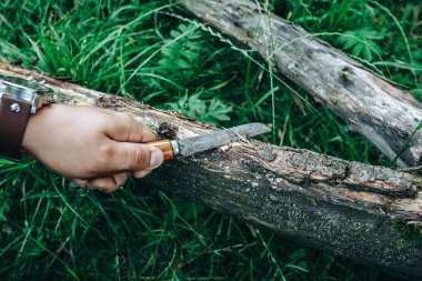 Zarif erkek saati olan adam eski paslı bıçakla ağacı kesiyor. Vahşi doğada hayatta kalmak. Yaz ormanında yeşil çimenler.