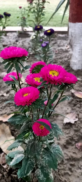 Belle Saison Printemps Belles Fleurs Fleurissant Dans Jardin — Photo