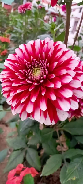 Belle Saison Printemps Belles Fleurs Fleurissant Dans Jardin — Photo