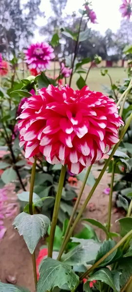Gyönyörű Tavaszi Évszak Szép Virágok Virágoznak Kertben — Stock Fotó
