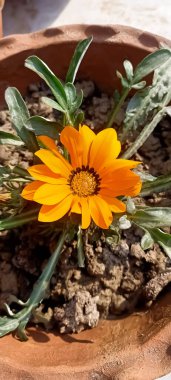 Güzel Gazania çiçeği açıyor 