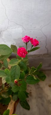 Güzel Pembe Purmine tomurcukları Bahçede çiçek açmaya hazır 