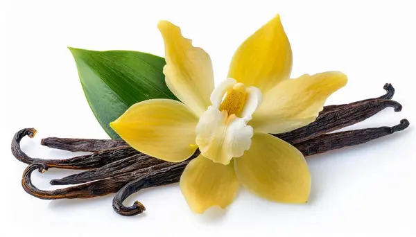 stock image Vanilla flower and pods with leaves isolated on a white background.