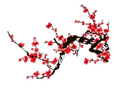 Gerçekçi sakura çiçeği - Japon kiraz ağacı beyaz arka planda izole edilmiş.