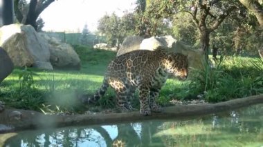 Jaguar (Panthera onca) büyük bir kedidir.