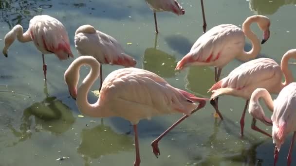 Een Kudde Van Grotere Flamingo Phoenicopterus Roseus — Stockvideo