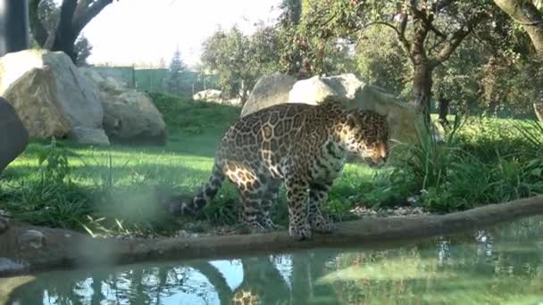 Jaguar Panthera Onca Een Grote Kat — Stockvideo