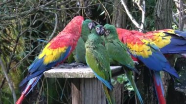 Ara papağanı grubu, Kızıl Papağan, Kırmızı Papağan Macaw, Ara macao
