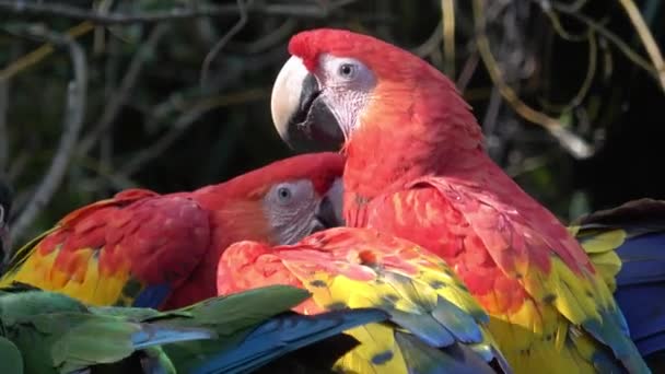 Groep Van Ara Papegaaien Rode Papegaai Scarlet Macaw Ara Macao — Stockvideo