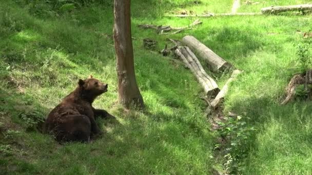 Бурый Медведь Ursus Arctos Лесу — стоковое видео