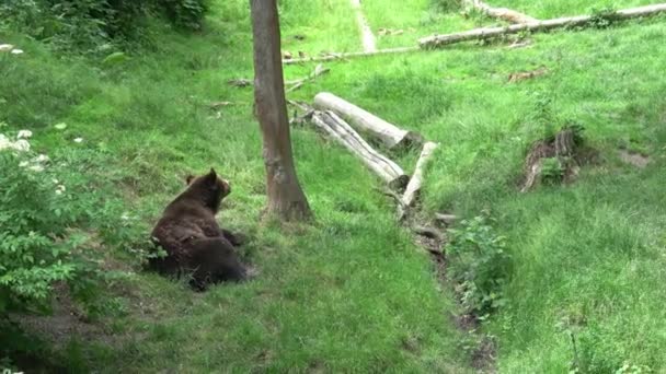 森林里的棕熊 Ursus Arctos — 图库视频影像