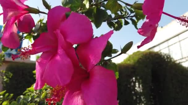 Rote Hibiskusblüten Aus Nächster Nähe Detail Der Hibiskusblüte — Stockvideo