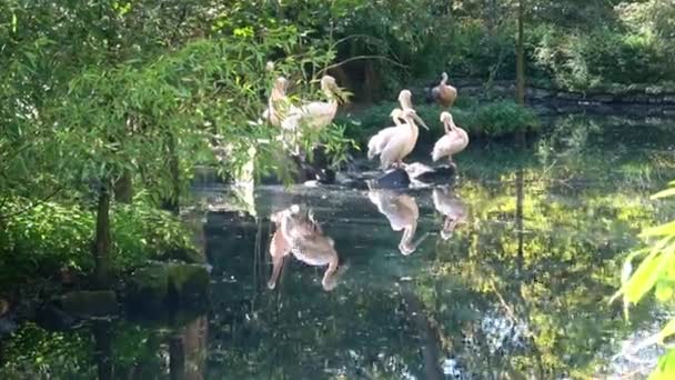 Gruppe Von Pelikanen Ruht Ufer Des Sees — Stockvideo