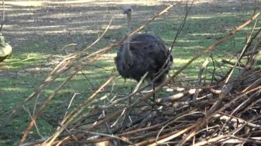 Darwin'in rhea, Rhea pennata olarak da bilinen daha az rhea.