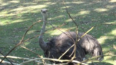 Darwin'in rhea, Rhea pennata olarak da bilinen daha az rhea.