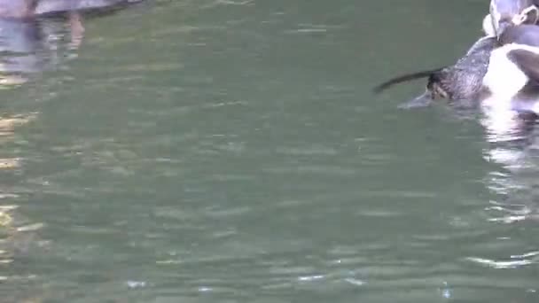 フンボルトペンギン シュフェニコス フンボルティ が水中で泳ぐ — ストック動画