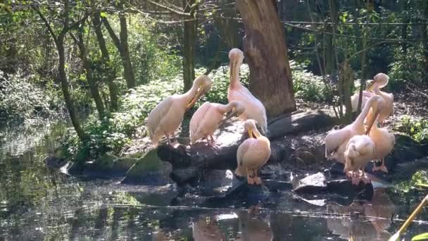 Группа Белых Пеликанов Отдыхает Берегу Озера — стоковое видео