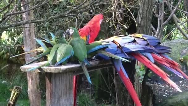 Ομάδα Παπαγάλων Ara Κόκκινος Παπαγάλος Scarlet Macaw Ara Macao — Αρχείο Βίντεο
