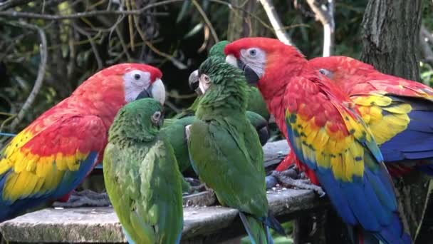 Ara Parrot Red Parrot Scarlet Macaw Ara Macao — 비디오