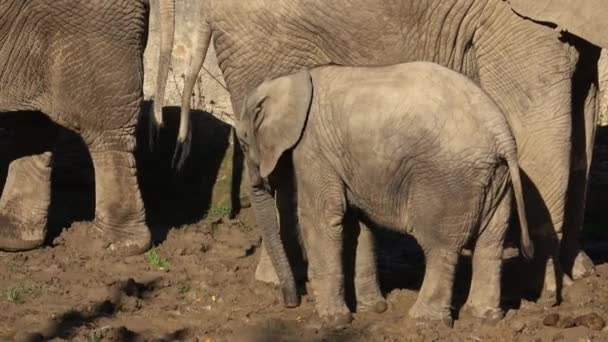 Filhote Elefante Africano Loxodonta Africana Entre Adultos — Vídeo de Stock