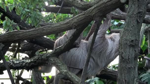 Two Toed Sloth Animal Climbing Upside Hanging Tree Branch Choloepus — Stock Video