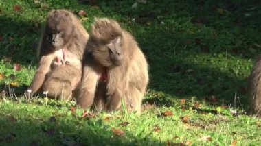 Gelada Baboon (Theropithecus gelada), çimenlerin üzerinde oturan genç bir dişi.