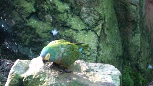 Grön Papegoja Amazona Farinosa Grön Papegoja Med Gula Fjädrar — Stockvideo
