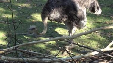 Darwin'in rhea, Rhea pennata olarak da bilinen daha az rhea.