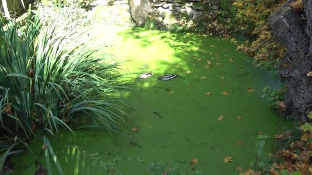Patos Nadando Lago Cubiertos Plantas Verdes — Vídeo de stock