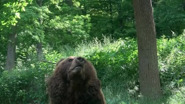 Вид Бурого Медведя Спереди Портрет Камчатского Медведя Ursus Arctos Beringianus — стоковое видео