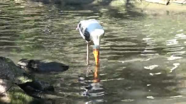 图上的Stork Mycteria Leucohead 在湖中狩猎 — 图库视频影像