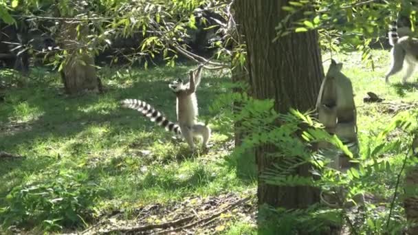木の枝で遊ぶ若いキツネザル レミュア カッタ — ストック動画
