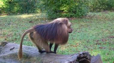 Gelada Baboon (Theropithecus gelada), çiftleşen babunlar