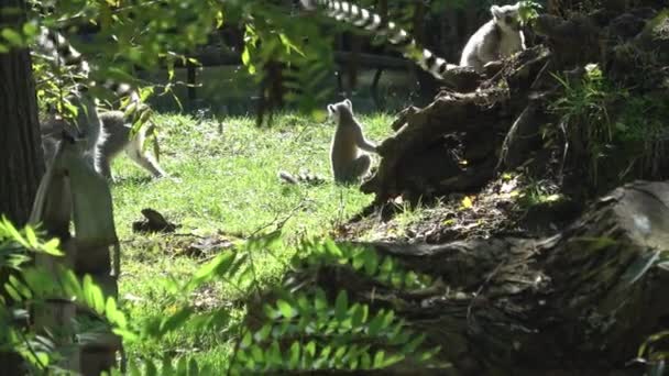 Young Lemurs Lemur Catta Playing Tree Branch — Stock Video