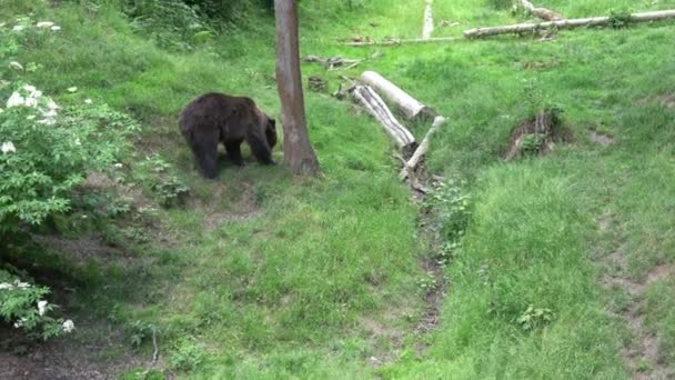 Medvěd Hnědý Ursus Arctos Lese — Stock video