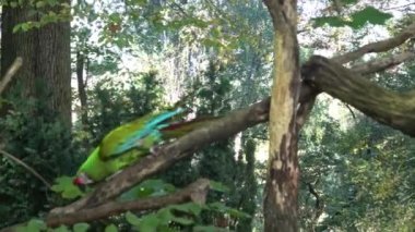 Büyük yeşil askeri macaw Ara militaris mexicana portresi.
