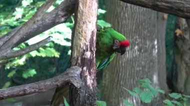 Büyük yeşil askeri macaw Ara militaris mexicana portresi.