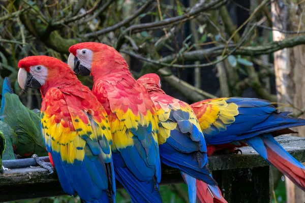 Group of ara parrots, red parrot