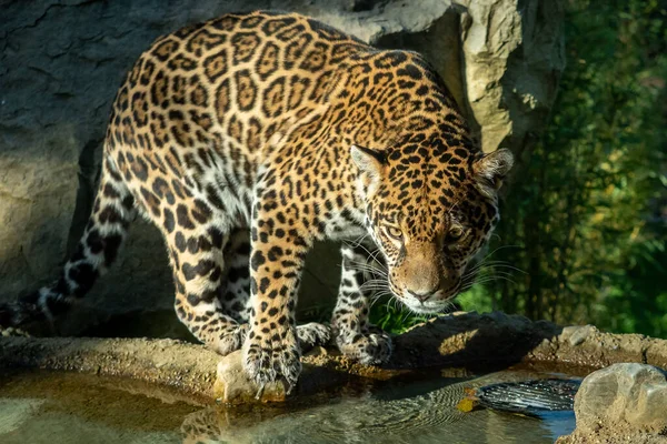 Jaguar Panthera Onca Una Gran —  Fotos de Stock