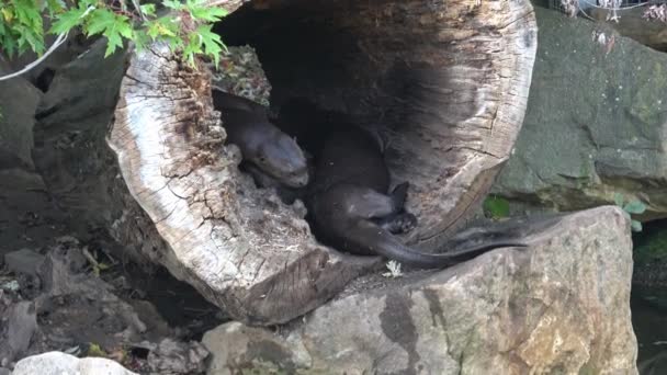 Familia Otter Gigante Pteronura Brasiliensis Tronco Árbol — Vídeos de Stock