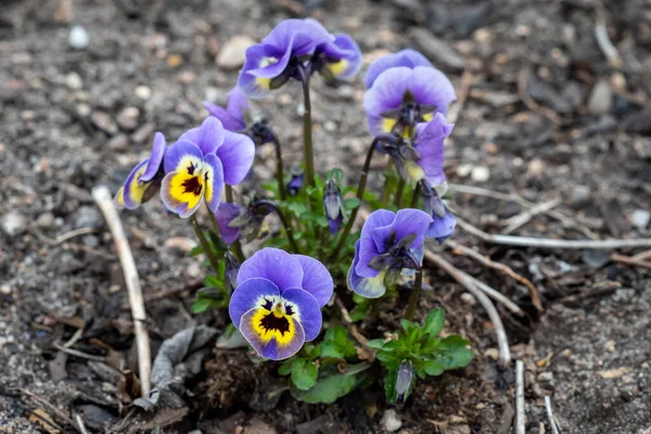 Bahçede çiçek açan Viola çiçekleri, tavalar