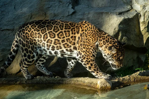 Der Jaguar Panthera Onca Ist Ein Großer — Stockfoto