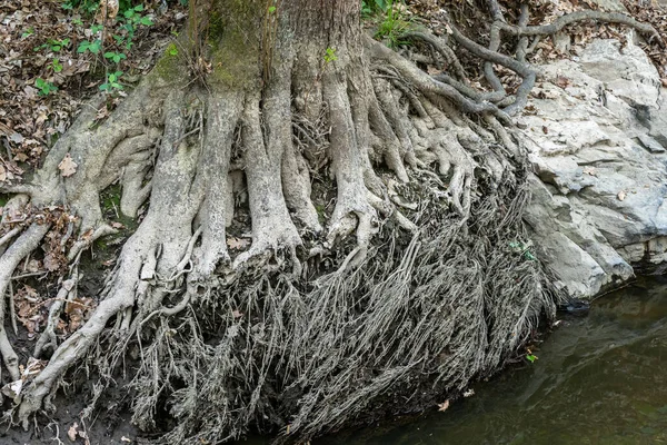 地面に広がる大きな根 — ストック写真