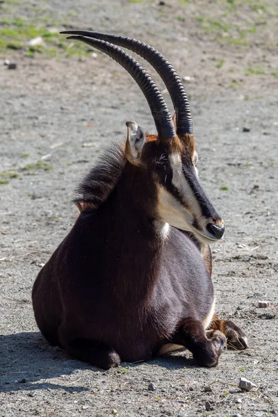 Antílope Roano Hippotragus Equinus Descansando — Fotografia de Stock