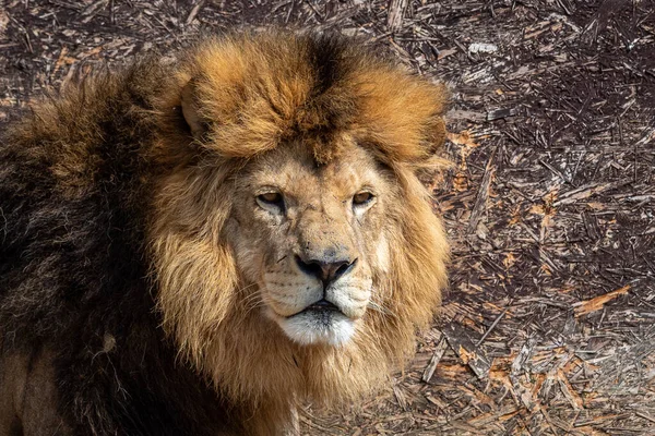 Leão Panthera Leo Masculino Retratar — Fotografia de Stock