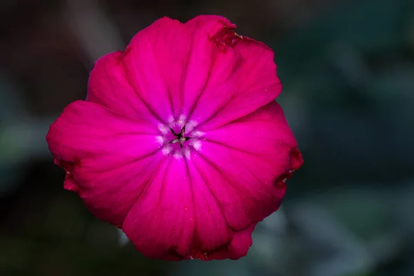 Uma Única Flor Vermelha Murcha — Fotografia de Stock