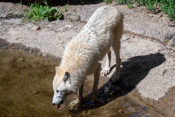 Witte Poolwolf Drinkt Water Canis Lupus Arcto — Stockfoto