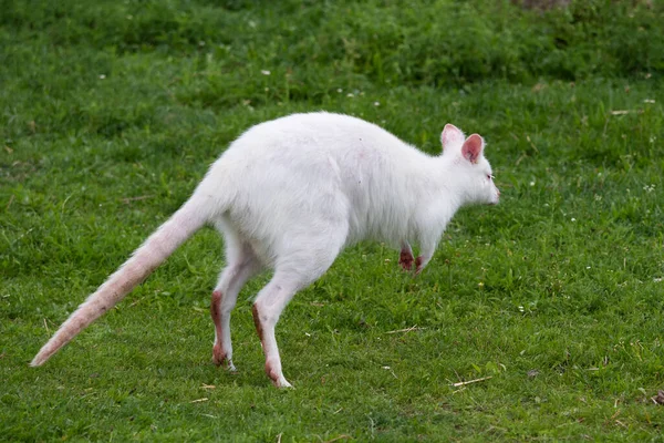 绿色的草地上有一只白色的袋鼠 它们叫什么名字 Albino Kangaro — 图库照片