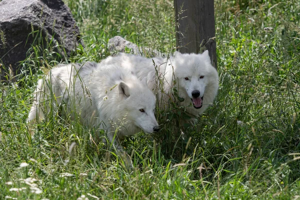 Lobos Árticos Disfrutando Del Sol Mañana Canis Lupus Arctos — Foto de Stock