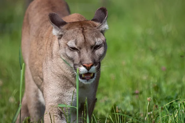 Cougar Lion Montagne Puma Concolor — Photo